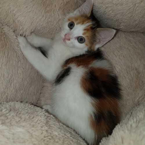 Butternut