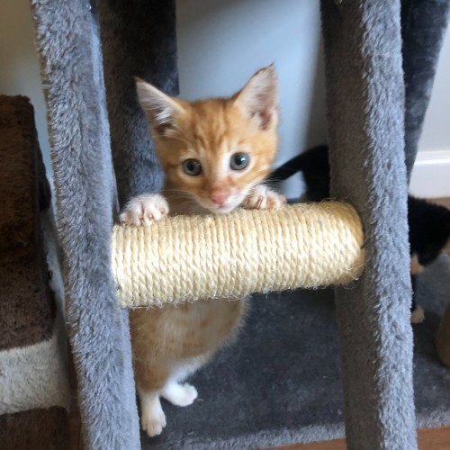 Archie