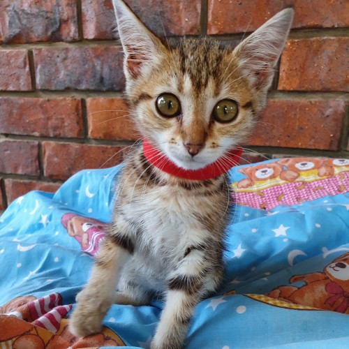 Gidget