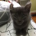 Photo of Mork ^Dandy Cat Rescue^