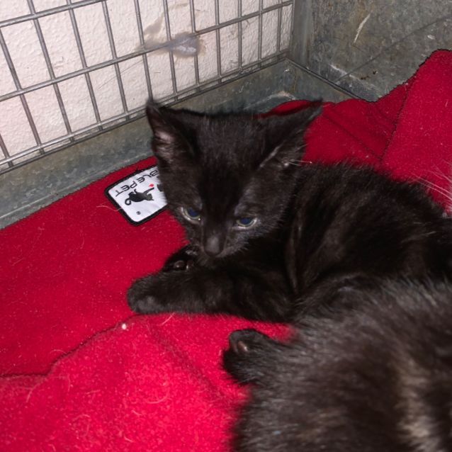 Photo of Smokey