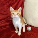 Photo of Mango
