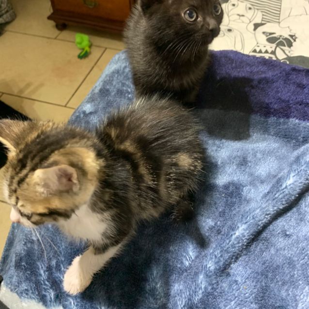 Photo of Muffin