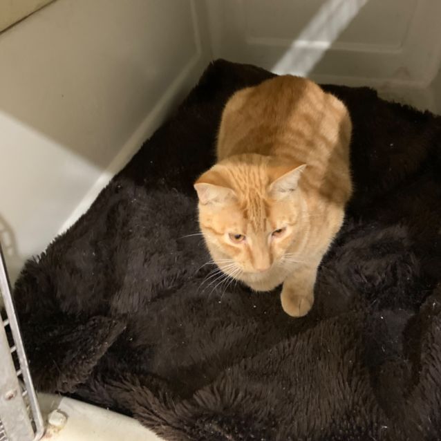 Photo of Aslan