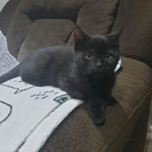 Rosita - available late June