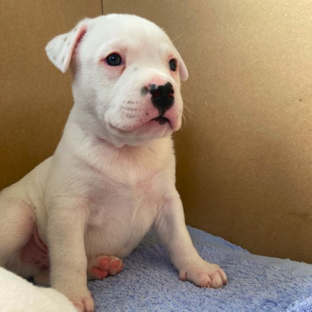 Photo of Puppy Mr Darcy Dl2503