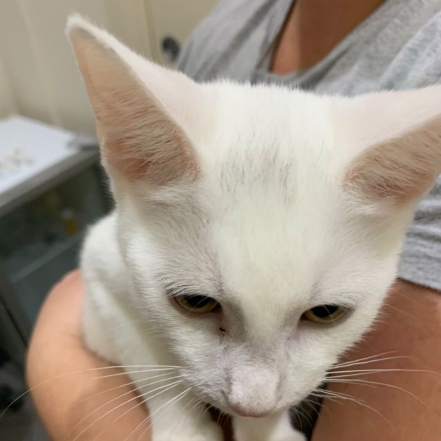 Photo of Smudge