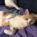 Photo of Peanut