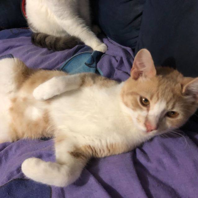 Photo of Peanut