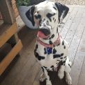 Photo of Rummy ~ 15mo Dalmatian (On Trial 23/12/20)