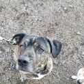 Photo of Bobbie ~ The Loyal Companion