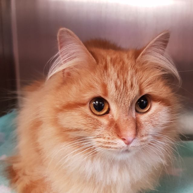 Photo of Pouncival