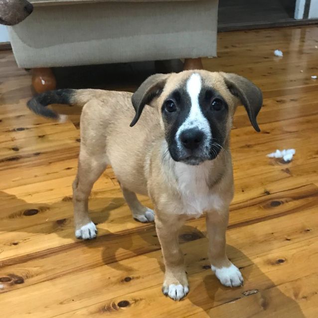 Photo of Cooper