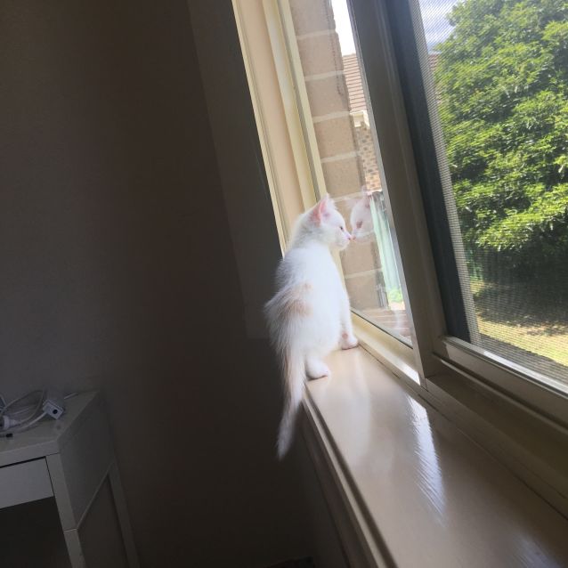 Photo of Puk   Located In Preston
