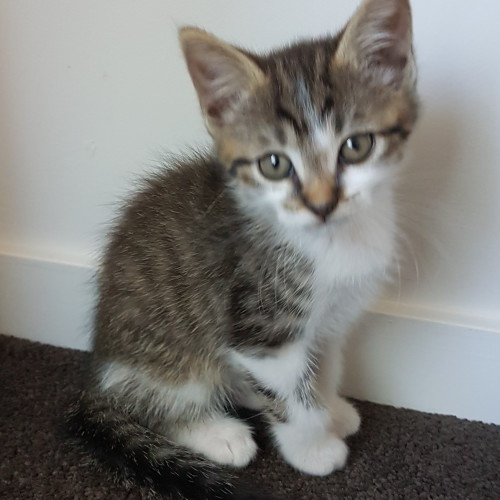 Regulus **2nd Chance Cat Rescue**