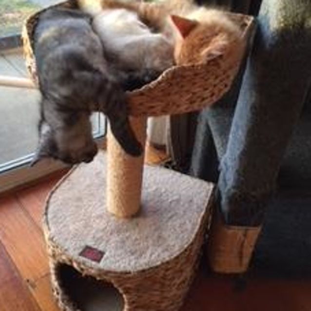 Photo of Ripley ^^Dandy Cat Rescue^^
