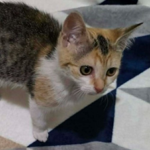 Miraidon ** 2nd Chance Cat Rescue **