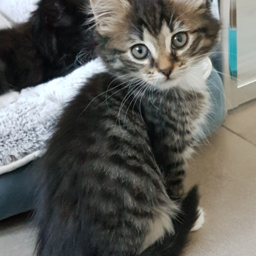 Callidora **2nd Chance Cat Rescue**