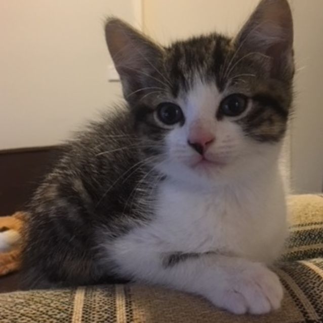 Photo of Allura **2nd Chance Cat Rescue**