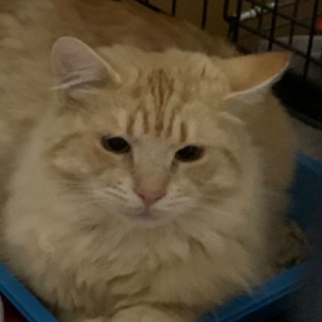 Photo of Zeke 