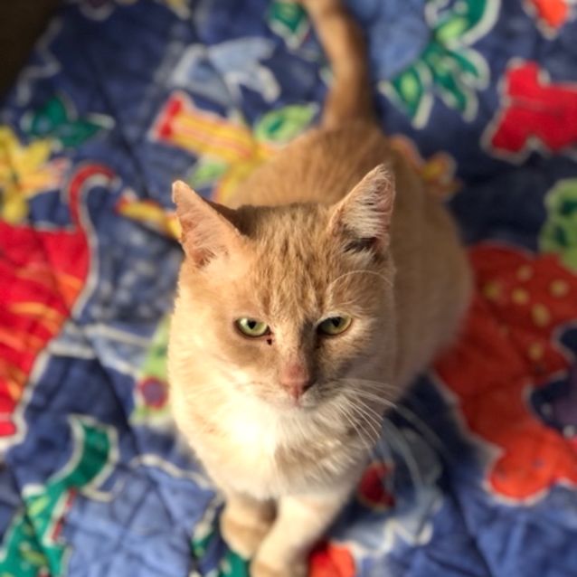 Photo of Carmelo   Located In Maribyrnong