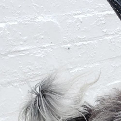 Fido
