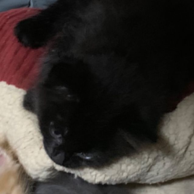 Photo of Cola