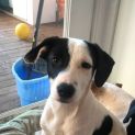 Photo of Pippa