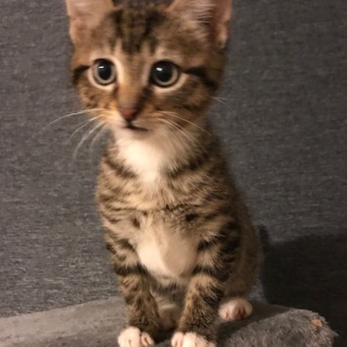 Ezor **2nd Chance Cat Rescue**