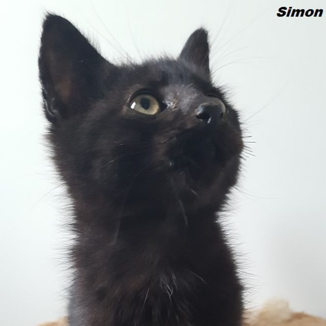 Photo of Simon *2nd Chance Cat Rescue*