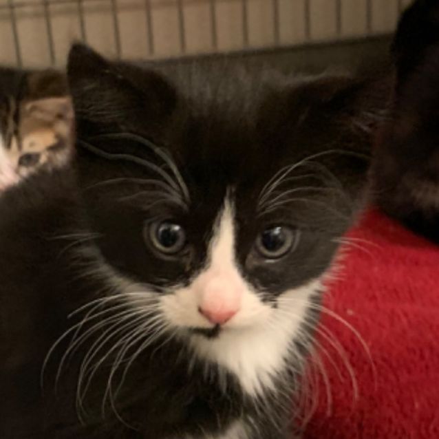 Photo of Stormy