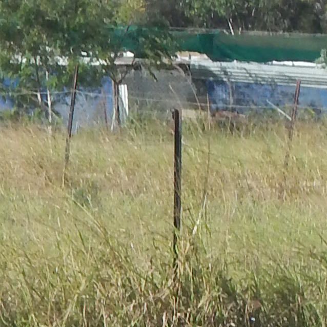 Photo of Chilli (At Rspca Big Adopt Day Sept 16 Brisbane)