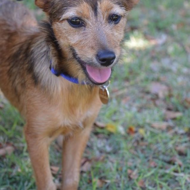 Photo of Amber  D3732 
