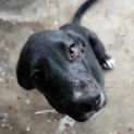 Photo of Shadow