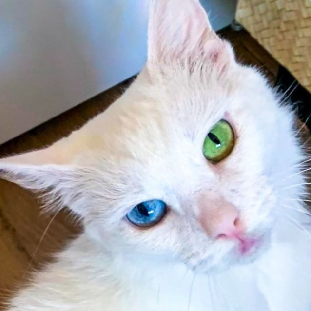 Photo of Fluffy Angel