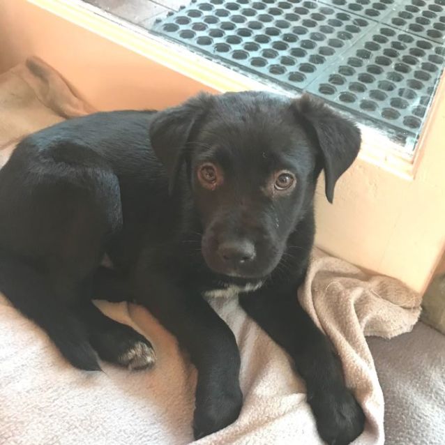 Photo of Pepper