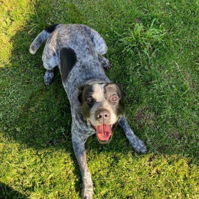 Photo of Ollie