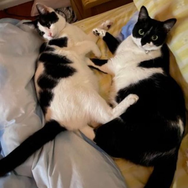 Dove cat rescue sanctuary discount