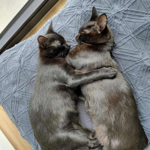 No photo for Pip & Squeak   In Foster In Preston 