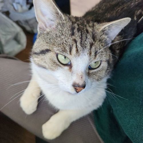 Oscar