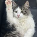 Photo of Sebastian **2nd Chance Cat Rescue**