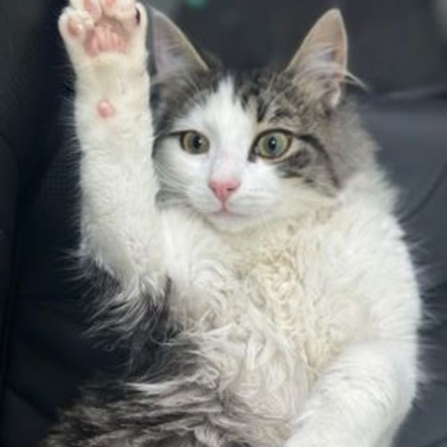 Photo of Sebastian **2nd Chance Cat Rescue**