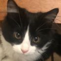Photo of Bandit   Located In Preston