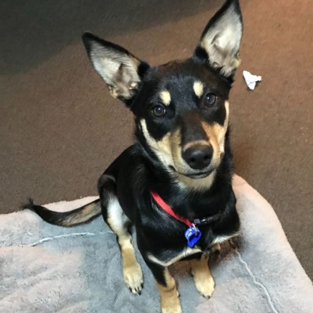 Photo of Eddie ~ 4mo Kelpie Puppy(on Trial 5/8/22)