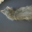 Photo of Cindy