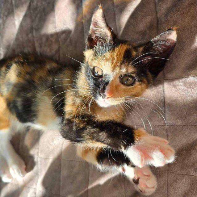 Photo of 🤍 Dot 🤍