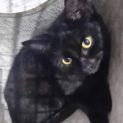 Photo of Bagheera