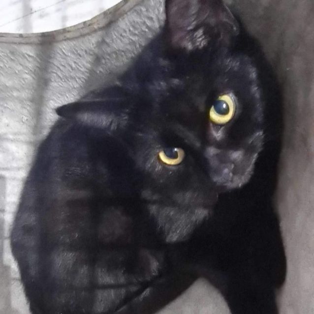 Photo of Bagheera