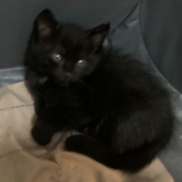 Photo of Pickles 