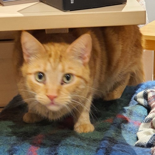Tiger - Located in Flemington